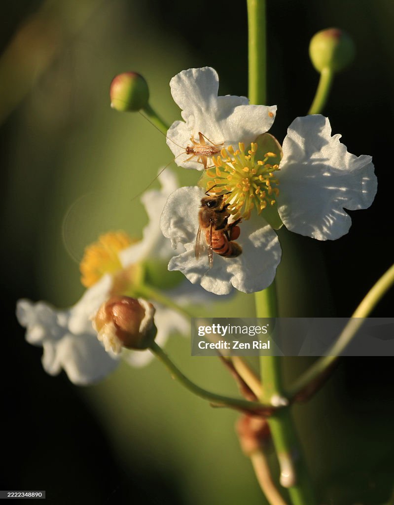 Pollinators, honeybee and grasshopper-like insect on a flower