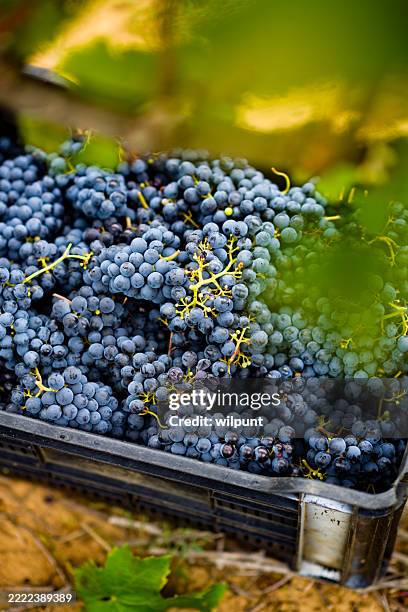 uvas recién recolectadas en una caja durante la vendimia, listas para la vinificación - fiesta-de-la-cosecha fotografías e imágenes de stock