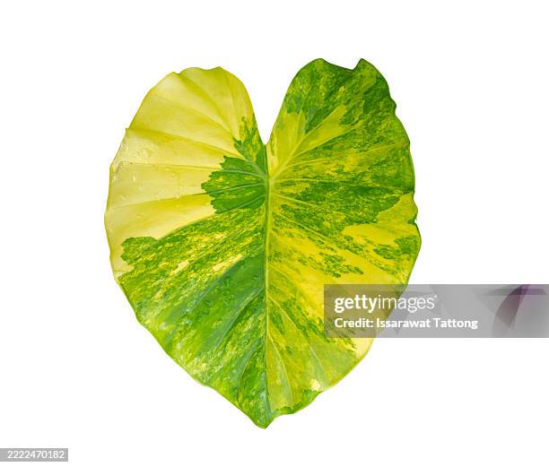 a leaf with a green and yellow heart shape - seerose stock-fotos und bilder