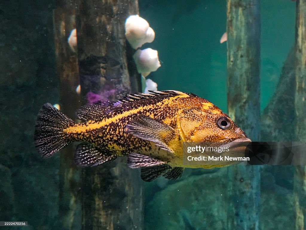 China rockfish