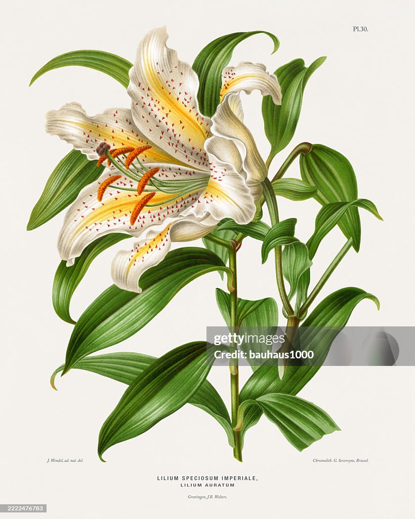 Japanese Lily, Antique flowers and fruits chromolithograph Victorian Botanical Illustration, 1876