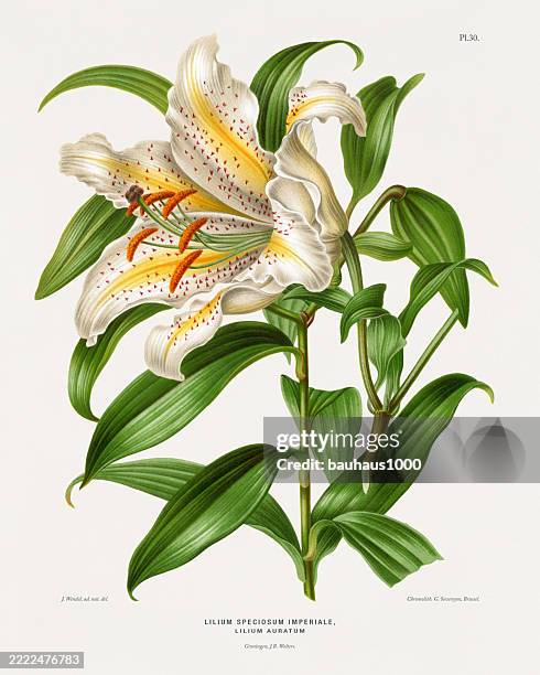 japanese lily, antique flowers and fruits chromolithograph victorian botanical illustration, 1876 - alstroemeria stock illustrations