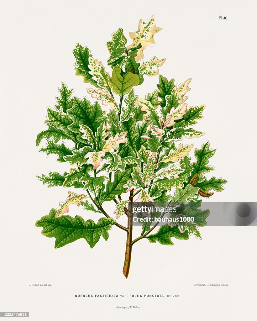 English Oak, Antique flowers and fruits chromolithograph Victorian Botanical Illustration, 1876
