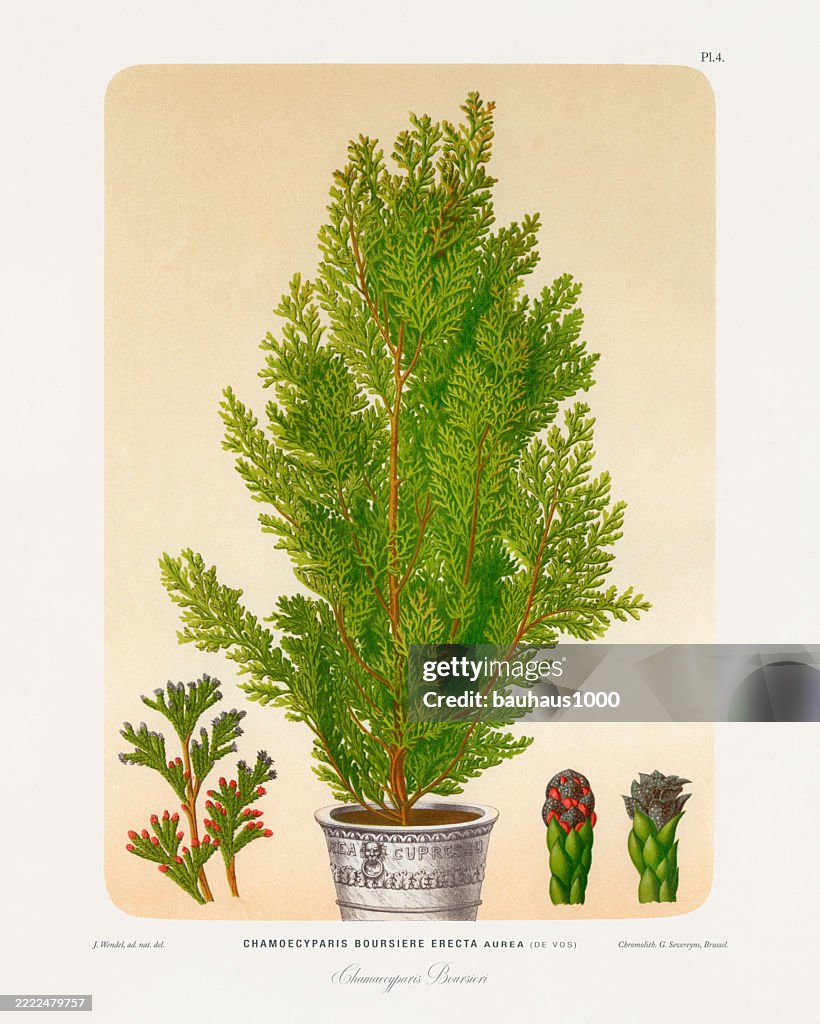 Chamaecyparis Boursiere, Antique flowers and fruits chromolithograph Victorian Botanical Illustration, 1876