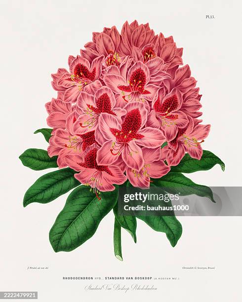 rhododendron, antique flowers and fruits chromolithograph victorian botanical illustration, 1876 - rhododendron ferrugineum stock illustrations