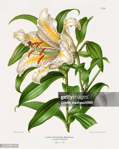 Japanese Lily Antique Flowers And Fruits Chromolithograph