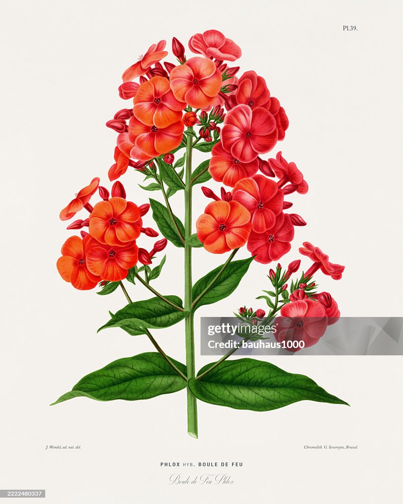 Phlox, Antique flowers and fruits chromolithograph Victorian Botanical Illustration, 1876
