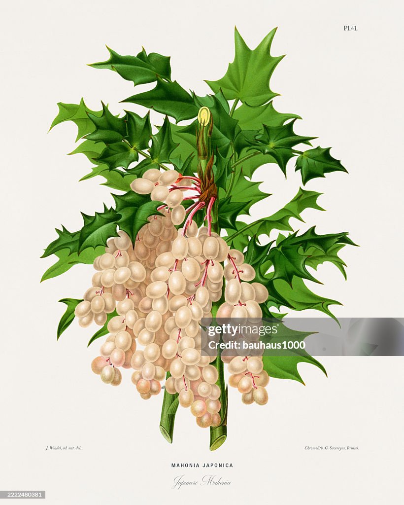Japanese Mahonia, Antique flowers and fruits chromolithograph Victorian Botanical Illustration, 1876