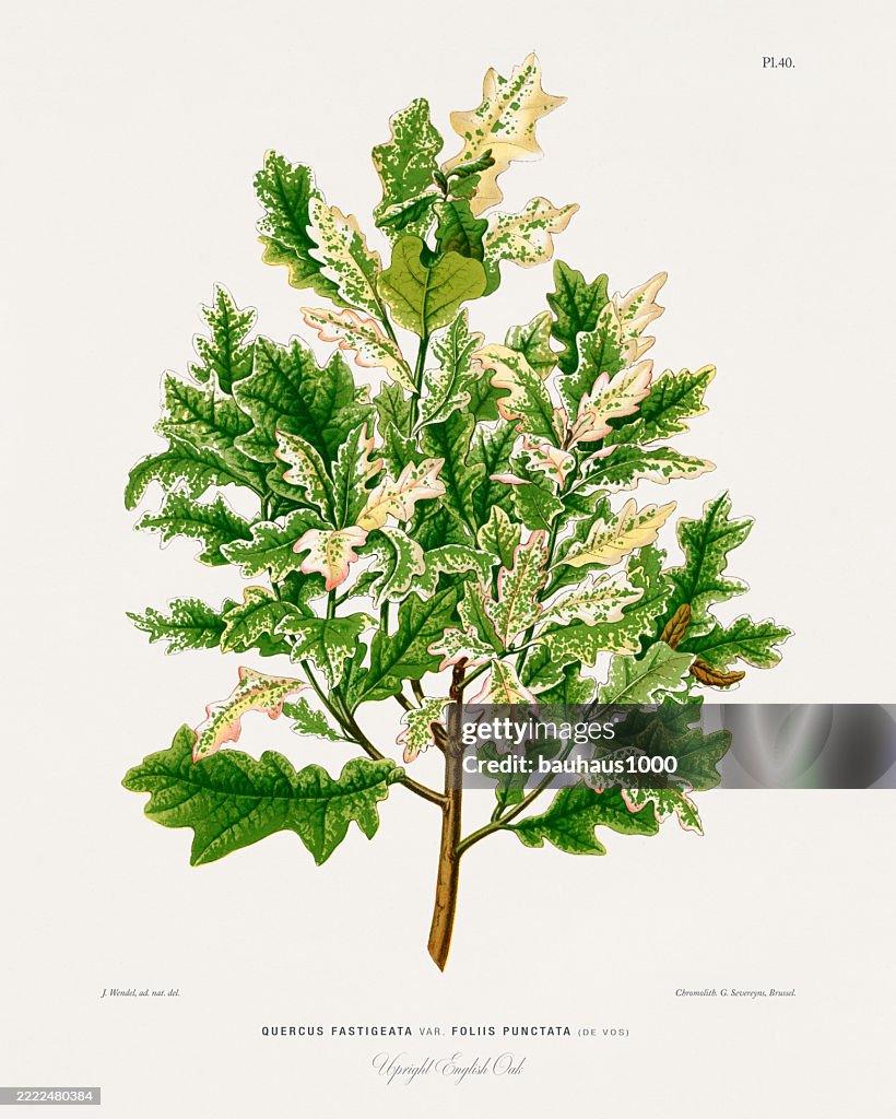 English Oak, Antique flowers and fruits chromolithograph Victorian Botanical Illustration, 1876