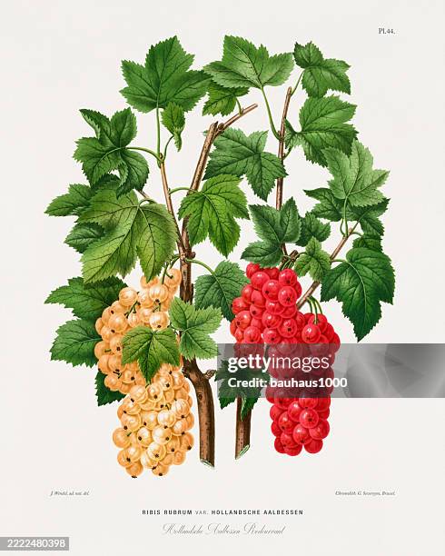 red currant, antique flowers and fruits chromolithograph victorian botanical illustration, 1876 - redcurrant stock illustrations