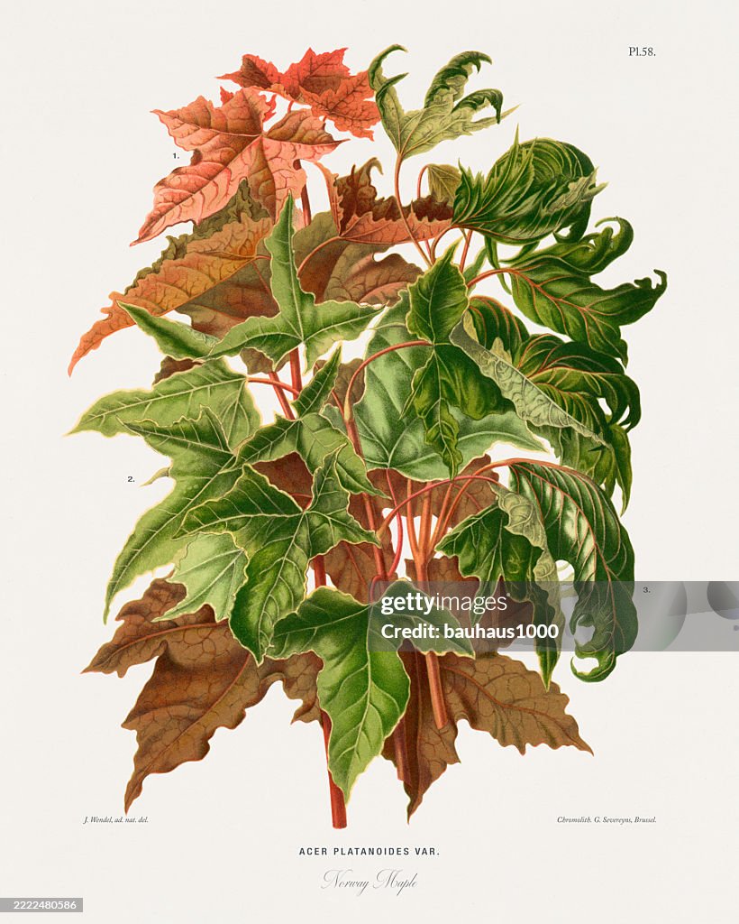 Norway Maple, Antique flowers and fruits chromolithograph Victorian Botanical Illustration, 1876