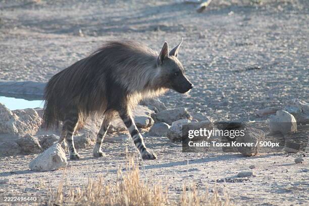 side view of bear walking on field,south africa - hyena bildbanksfoton och bilder