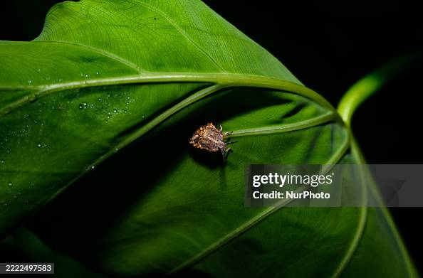 A brightly colored juvenile Brown Marmorated Stink Bug , identifiable ...