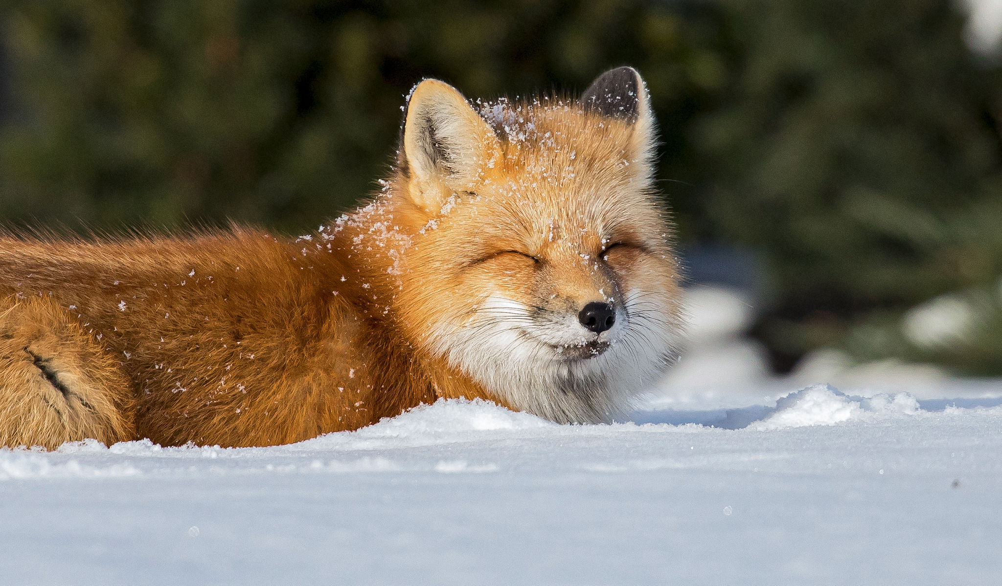 red fox