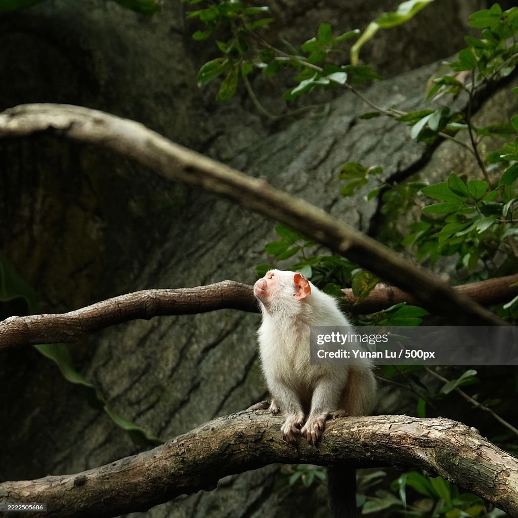 Close-up of squirrel on tree