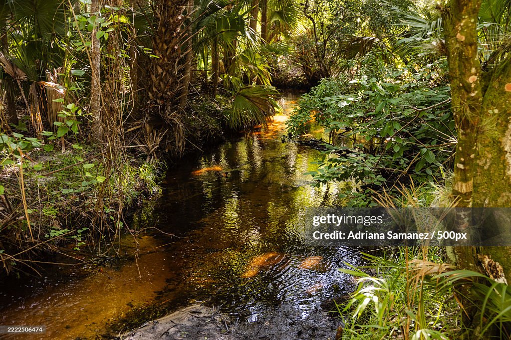 Trees growing in forest,Wekiwa Springs,Florida,United States,USA