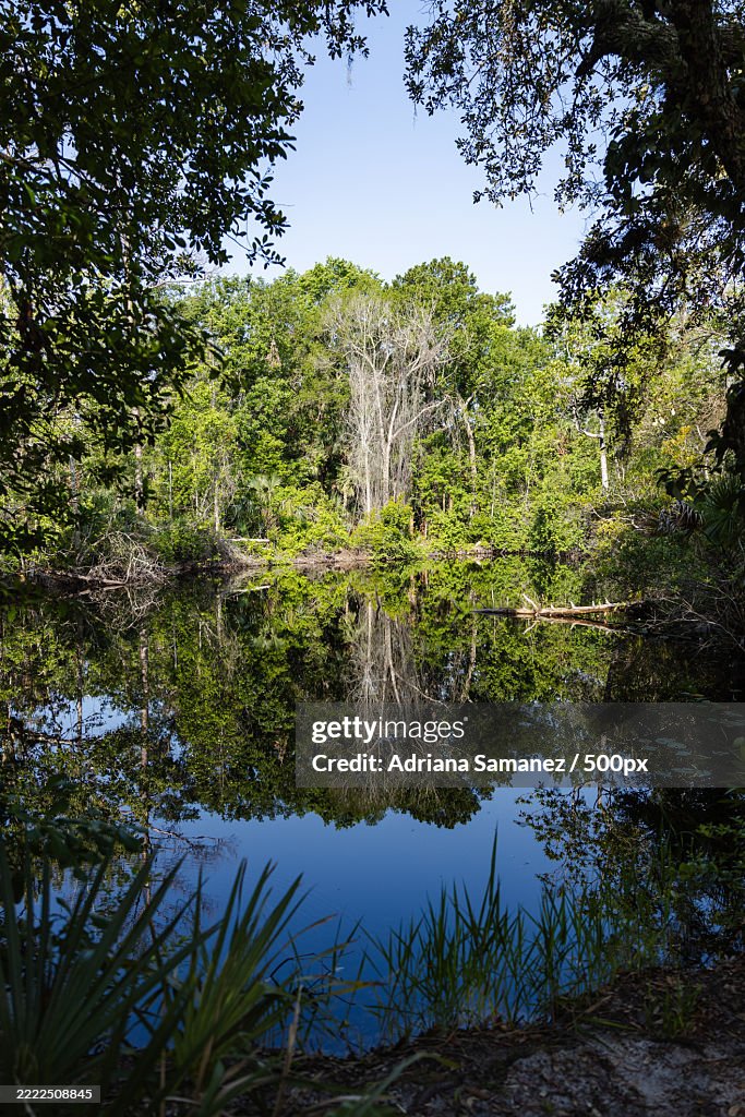Trees by lake against sky,Wekiwa Springs,Florida,United States,USA