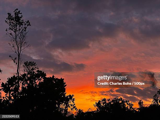 Ohia Tree In The Hawaii Dawn Hawaii United States Usa High-Res Stock Photo