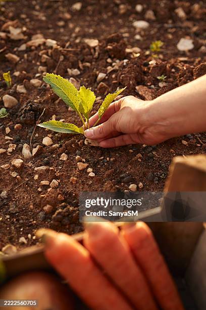 primer plano de una granjera irreconocible que sostiene una caja de madera que contiene verduras frescas - sembrar fotografías e imágenes de stock