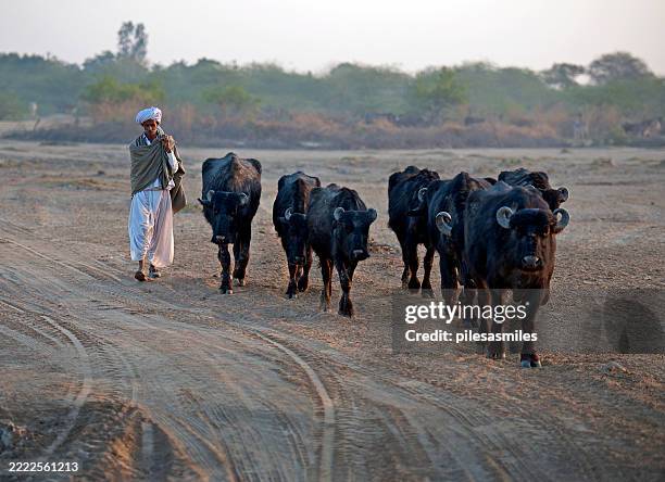 pastore di bufali e bovini, little rann di kutch, gujarat, india. - bufalo indiano foto e immagini stock