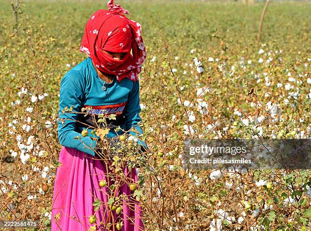 female cotton picker during cotton collection, gujarat, india. - gujarat stock pictures, royalty-free photos & images