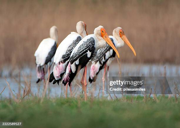 painted storks in a line, satpura national park aka satpura tiger reserve, madhya pradesh, india - bird watching stock pictures, royalty-free photos & images