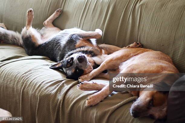 two australian cattle dog - australian cattle dog stock pictures, royalty-free photos & images