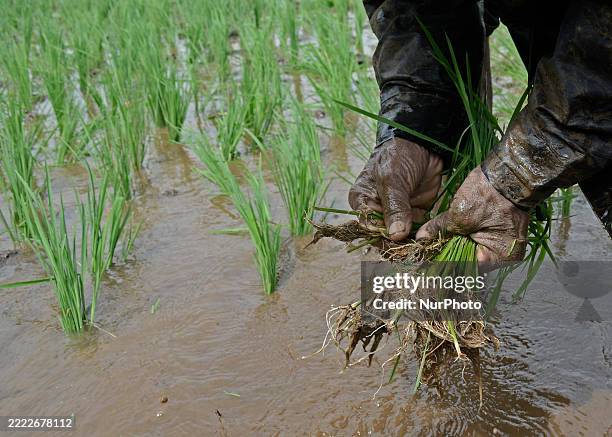 Farmer plants rice saplings in a waterlogged paddy field during monsoon rains in Bhivpuri, on the outskirts of Mumbai, India, on July 3, 2025. The...