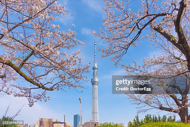 tokyo skytree among sakura trees at sumida park , asakusa, tokyo, japan - grounds stock pictures, royalty-free photos & images