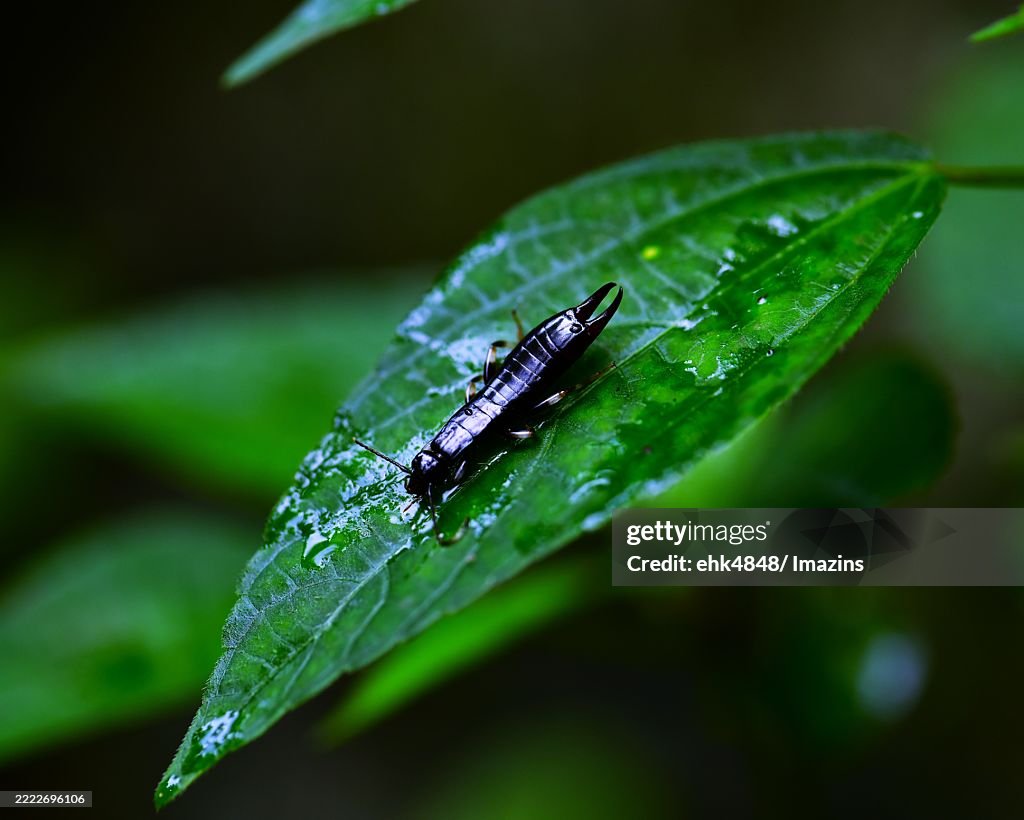 End-of-the-shoe-nail-worm, nymph, house-nail-worm family