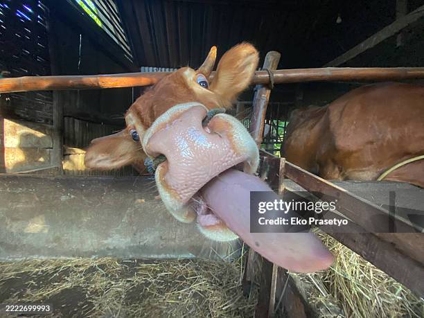 the cow stuck out its long tongue - langue-des-animaux photos et images de collection