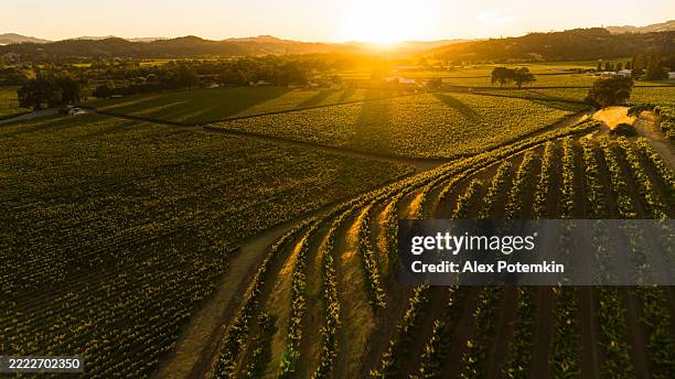 terrassenförmig angelegte weinplantagen in der abenddämmerung. die weinberge von geyserville erstrecken sich über sonoma county, kalifornien. - rankenpflanze stock-fotos und bilder