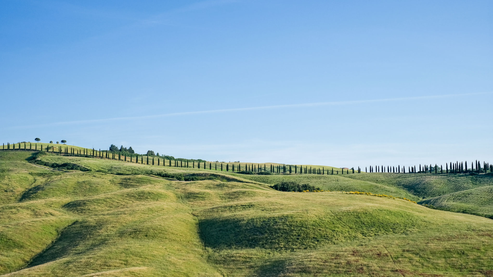 Chianti vineyard