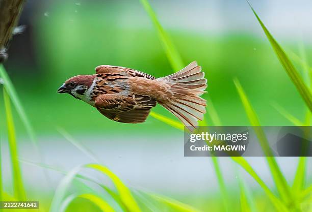 flying sparrow - house sparrow stock pictures, royalty-free photos & images