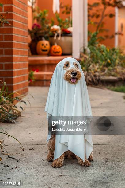goldendoodle fantasmal - vestuario teatral fotografías e imágenes de stock