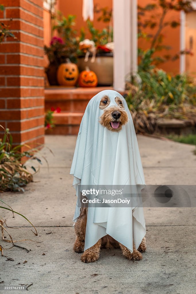 Ghostly Goldendoodle