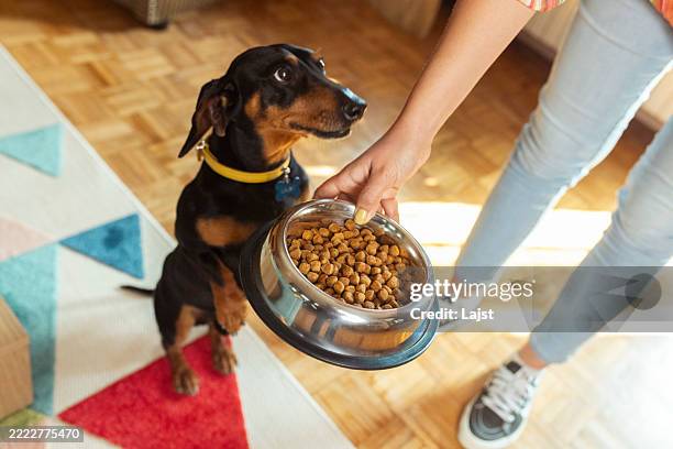 un mignon teckel regarde avec enthousiasme le bol de nourriture que son propriétaire lui donne - équipement pour animaux de compagnie photos et images de collection