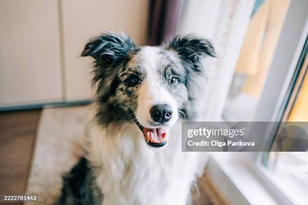 happy border collie dog smiling near window - animal mouth stock pictures, royalty-free photos & images