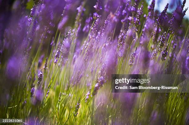 lavender blooms - french lavender stock pictures, royalty-free photos & images