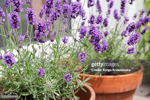 lavender - tiesto fotografías e imágenes de stock
