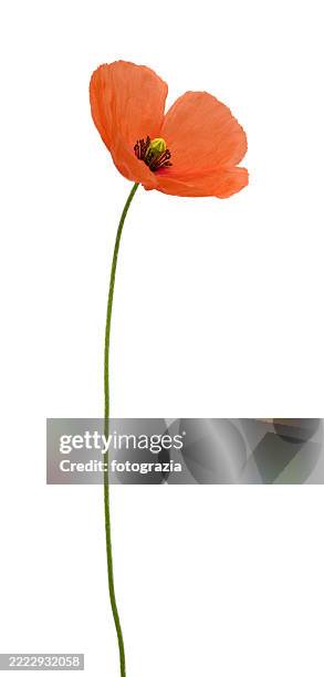 single red poppy flower isolated on white background - coquelicot photos et images de collection
