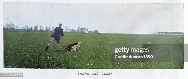 hare coursing, man with his greyhounds, victorian 19th century, vintage photograph - dog chasing man stock illustrations