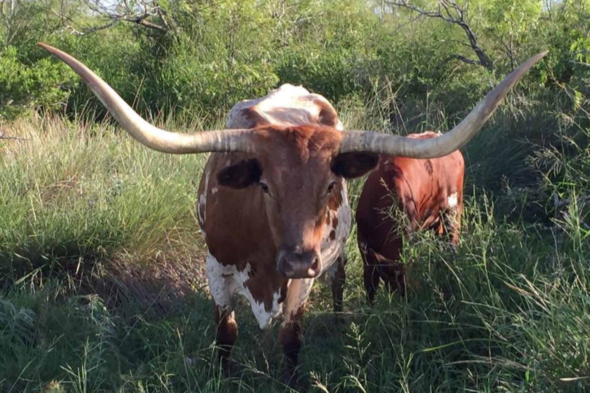 texas farms
