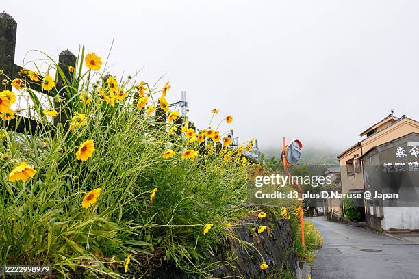 a lance-leaved coreopsis, coreopsis lanceolata was blooming along the railroad tracks. - tickseed stock pictures, royalty-free photos & images