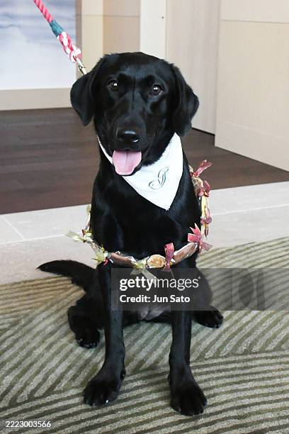 Labrador Retriever and Canine Ambassador Chief Happiness Officer Serene is seen during the Fairmont Tokyo Opening Ceremony at Fairmont Tokyo on July...