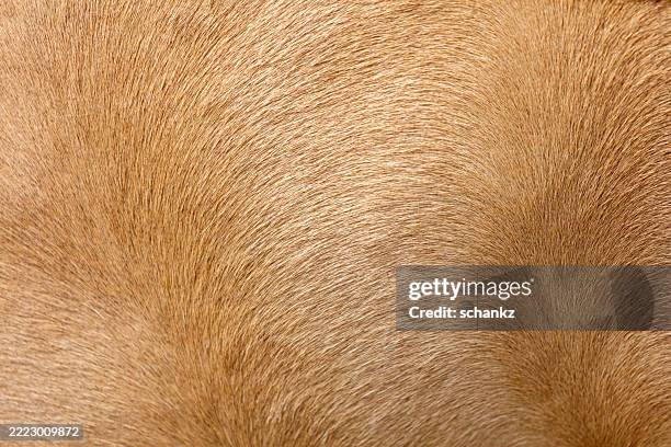 A close up of a brown animal's fur, with a lot of texture and detail