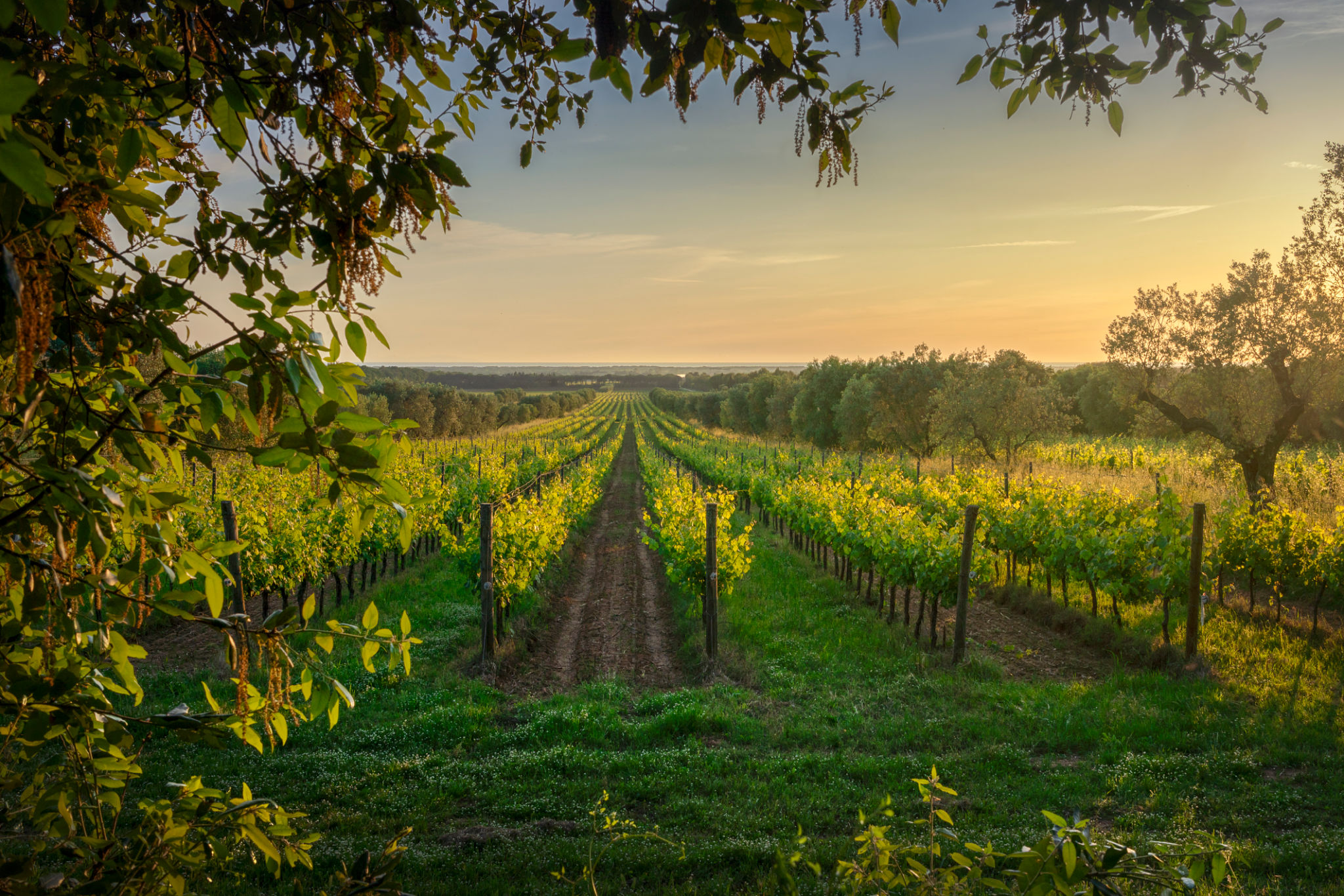 vineyards tuscany