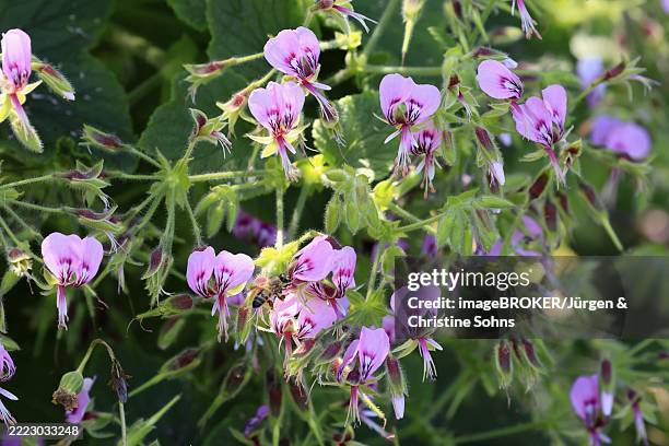 pelargonium reniforme, cape pelargonium, flower, flowering, medicinal plant, kirstenbosch botanical gardens, cape town, south africa, africa - south african geranium stock pictures, royalty-free photos & images