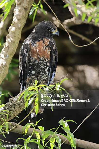 rock buzzard (buteo rufofuscus), jackal buzzard, adult, on tree, perch, south africa, africa - jackal buzzard stock pictures, royalty-free photos & images