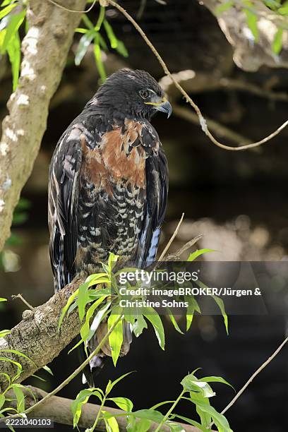 rock buzzard (buteo rufofuscus), jackal buzzard, adult, on tree, perch, south africa, africa - jackal buzzard stock pictures, royalty-free photos & images